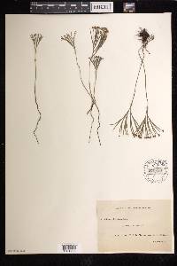 Schizaea dichotoma image