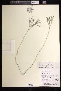 Schizaea dichotoma image