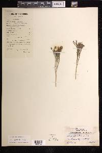 Schizaea dichotoma image