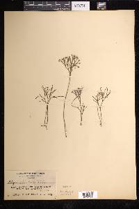 Schizaea dichotoma image