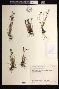 Schizaea fistulosa image