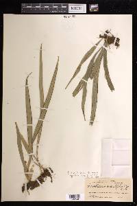 Ananthacorus angustifolius image