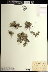 Selaginella rupestris image