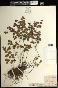 Adiantum jordanii image