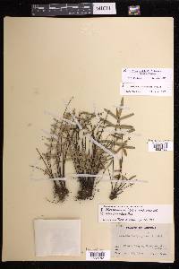 Pellaea ternifolia subsp. arizonica image