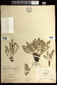 Woodsia alpina image