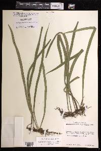Ananthacorus angustifolius image