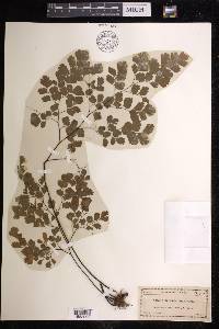 Adiantum tenerum image