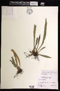 Ananthacorus angustifolius image