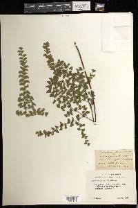 Adiantum jordanii image