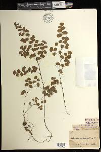 Adiantum jordanii image