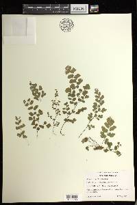 Adiantum capillus-veneris image