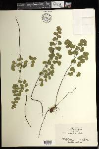 Adiantum jordanii image