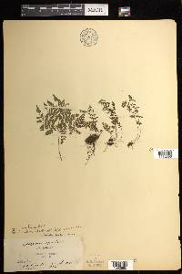 Cystopteris alpina image