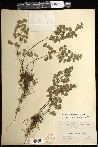 Adiantum jordanii image