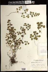 Adiantum jordanii image