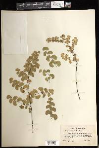 Adiantum jordanii image