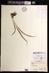 Ananthacorus angustifolius image