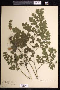 Adiantum tenerum image