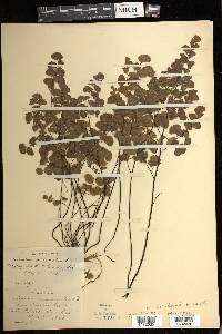 Adiantum jordanii image