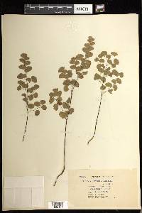 Adiantum jordanii image