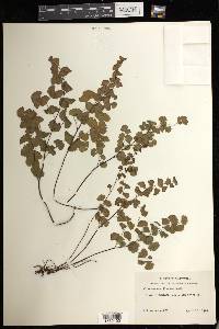 Adiantum jordanii image