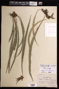 Ananthacorus angustifolius image