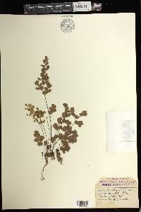 Adiantum jordanii image