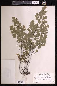 Adiantum tenerum image