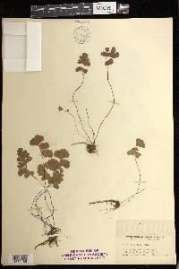 Adiantum jordanii image