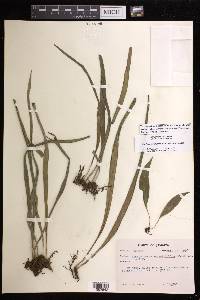 Ananthacorus angustifolius image