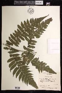 Lonchitis hirsuta image