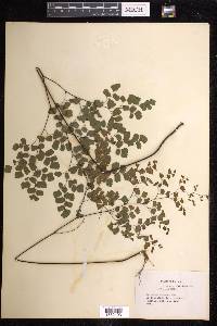 Adiantum tenerum image