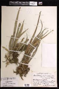Ananthacorus angustifolius image