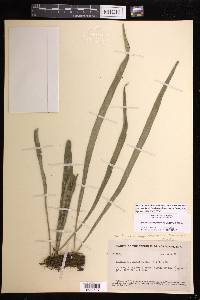 Ananthacorus angustifolius image