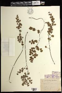 Adiantum jordanii image