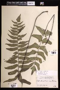 Adiantum lucidum image