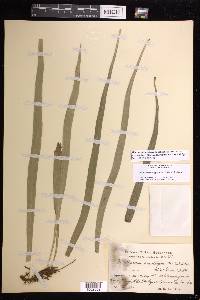 Ananthacorus angustifolius image