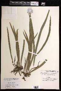 Ananthacorus angustifolius image