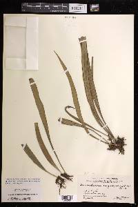 Ananthacorus angustifolius image
