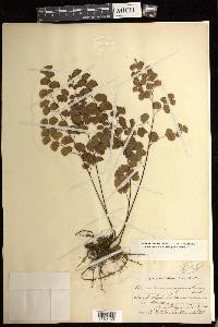 Adiantum jordanii image