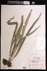 Ananthacorus angustifolius image