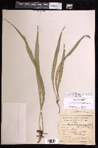 Ananthacorus angustifolius image