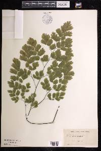 Adiantum tenerum image