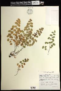 Adiantum jordanii image