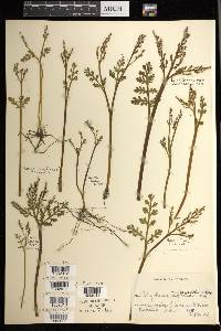 Botrychium matricariifolium image