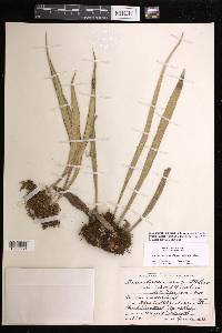 Ananthacorus angustifolius image