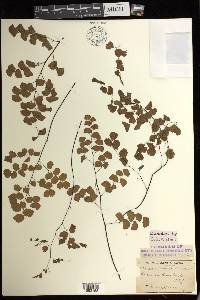 Adiantum jordanii image