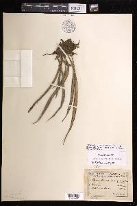Ananthacorus angustifolius image