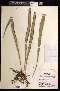 Ananthacorus angustifolius image